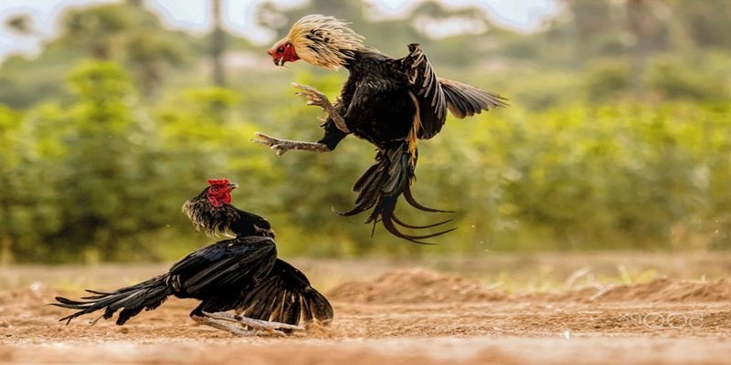 Chọi gà phiên bản C1 là cuộc đối đầu nảy lửa