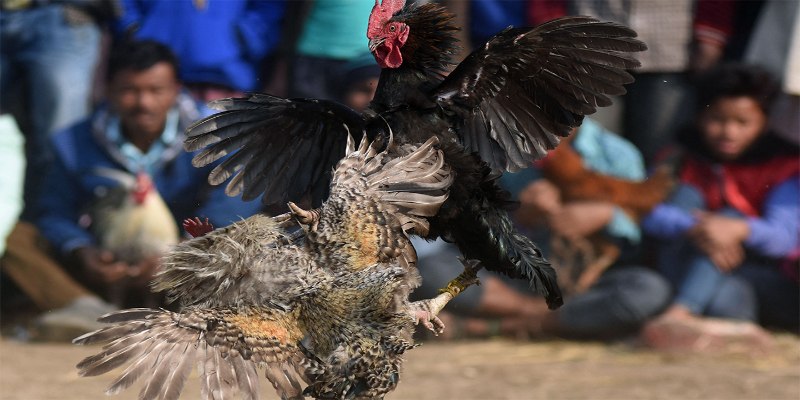 Nằm mơ thấy đá gà thể hiện sự quyết tâm trong bạn